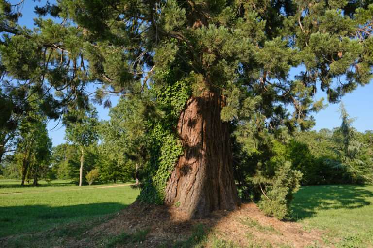 Wellingtonia Arbre remarquable Château de Vaux